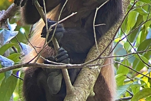 Guidet tur i Manuel Antonio nasjonalpark
