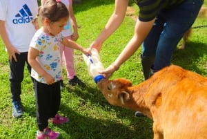 Finca El Paraiso Farm Cheese Tour in Monteverde