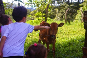 Excursão de queijos da fazenda Finca El Paraiso em Monteverde