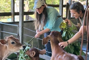 Finca El Paraiso Farm Cheese Tour in Monteverde