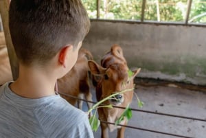 Finca El Paraiso Farm Cheese Tour in Monteverde