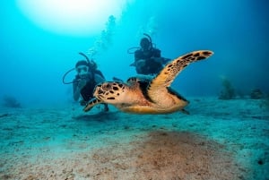 Las Catalinas: Descobre o mergulho em Flamingo e Tamarindo
