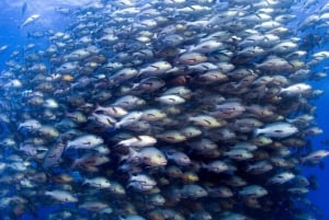 Las Catalinas: Descobre o mergulho em Flamingo e Tamarindo