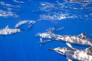 Las Catalinas: Descobre o mergulho em Flamingo e Tamarindo