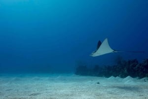 Las Catalinas: Descobre o mergulho em Flamingo e Tamarindo