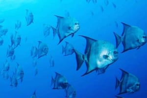 Las Catalinas: Descobre o mergulho em Flamingo e Tamarindo