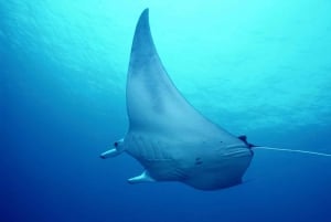 Las Catalinas: Descobre o mergulho em Flamingo e Tamarindo