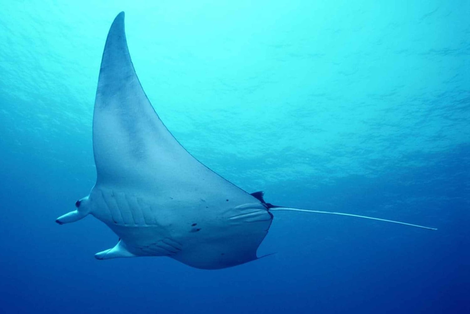 Flamingo e Tamarindo: fai snorkeling alle isole Las Catalinas