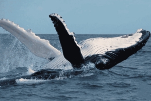 Flamingo e Tamarindo: fai snorkeling alle isole Las Catalinas