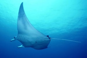 Flamingo og Tamarindo: To dykk ved Las Catalinas-øyene