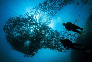 Flamingo og Tamarindo: To dykk ved Las Catalinas-øyene