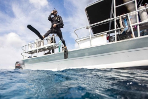 Flamingo og Tamarindo: To dykk ved Las Catalinas-øyene