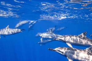 Flamingo og Tamarindo: To dykk ved Las Catalinas-øyene