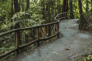Fortuna Arenal: Tropischer Regenwald Arenal Hängebrücken