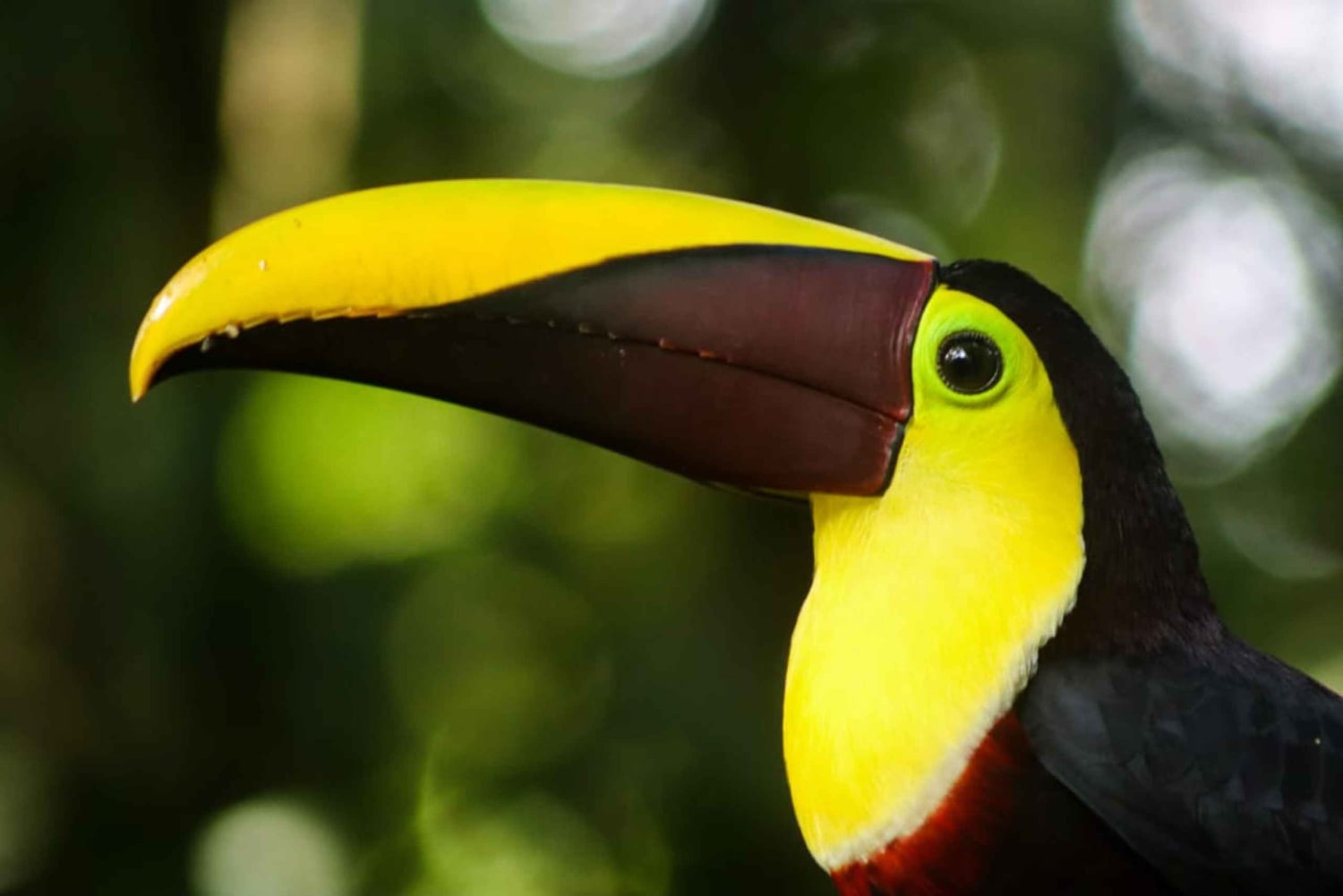 Fortuna Combo: Hengende broer + Arenal-vulkanen og fossefall