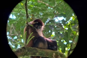 Fortuna Combo: Hanging Bridges + Arenal Volcano & Waterfall