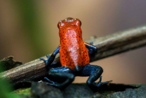 Fortuna Combo: Hengende broer + Arenal-vulkanen og fossefall