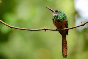 Fortuna Combo: Hengende broer + Arenal-vulkanen og fossefall
