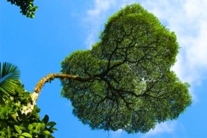 Fortuna Combo: Hengende broer + Arenal-vulkanen og fossefall