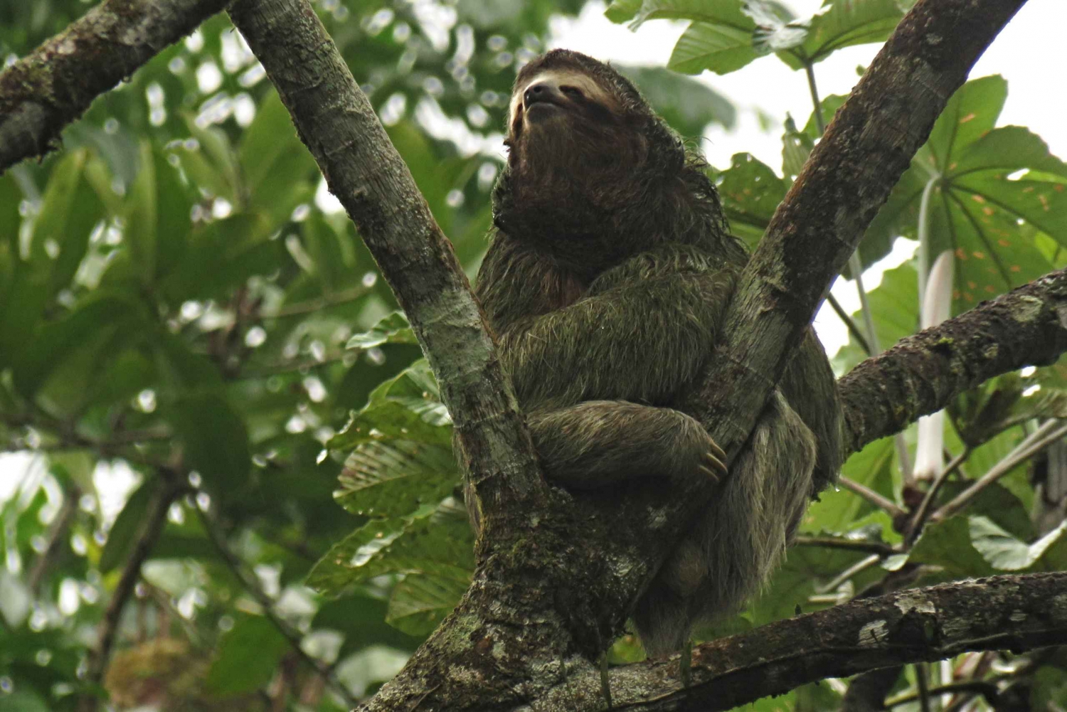 Fortuna Guide; Sloth Exploration Tour