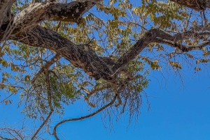 From Brasilito: 1-Hour Horseback Riding Beach Tour
