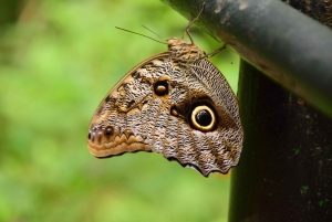 De Jaco: passeio de bonde aéreo incluindo transporte