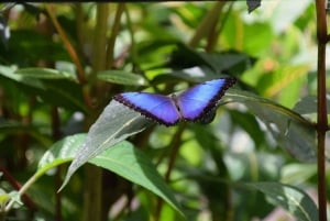 De Jaco: passeio de bonde aéreo incluindo transporte