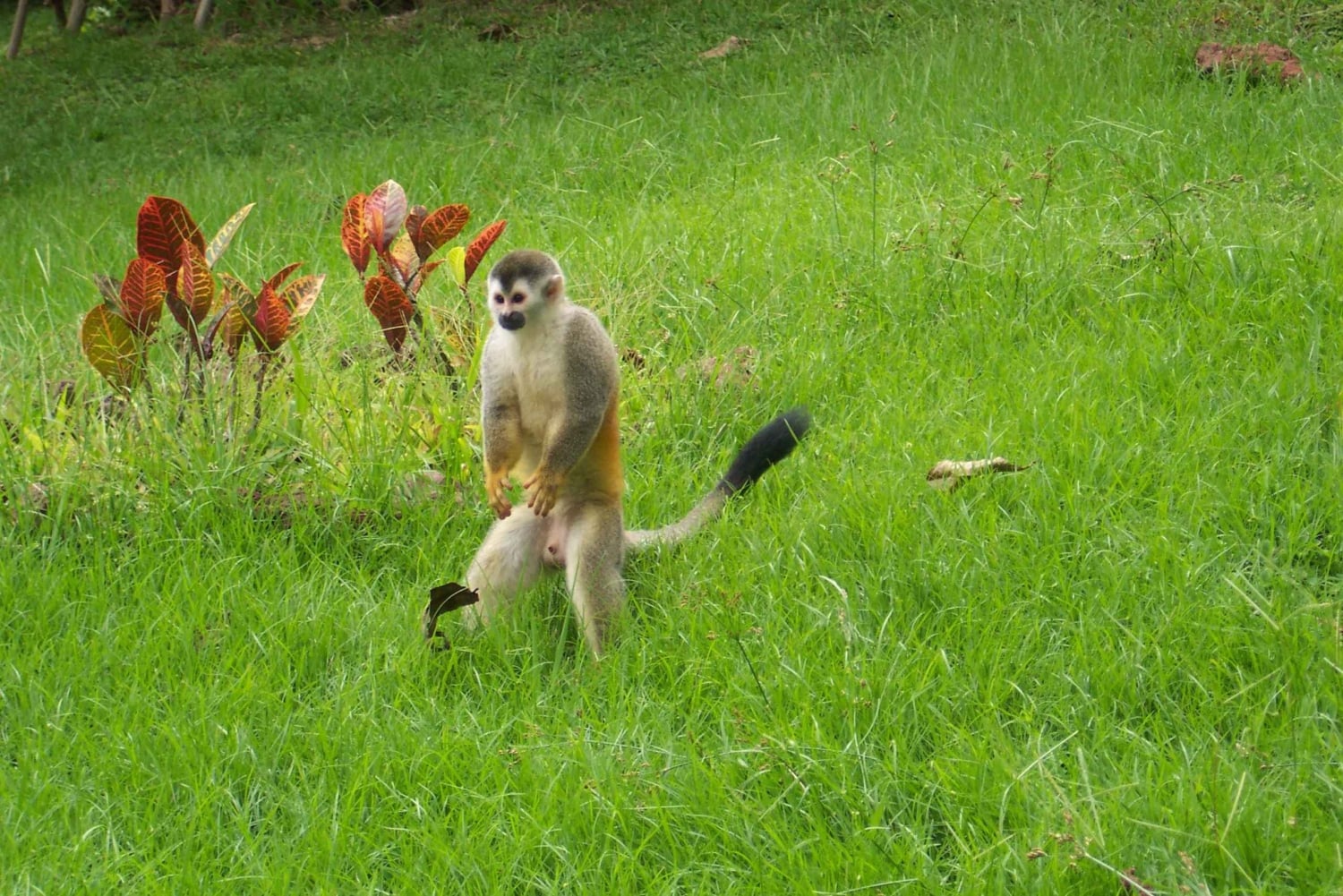 Depuis Jaco : Visite d'une jounée du parc national Manuel Antonio