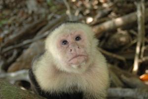 From Jaco: Full-Day Manuel Antonio National Park Tour