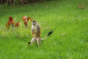 From Jaco: Full-Day Manuel Antonio National Park Tour