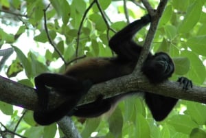 From Jaco: Full-Day Manuel Antonio National Park Tour