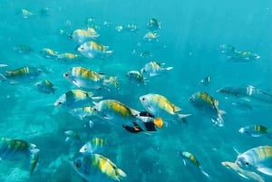 Desde Jacó: Excursión de aventura en grupo reducido a Isla Tortuga