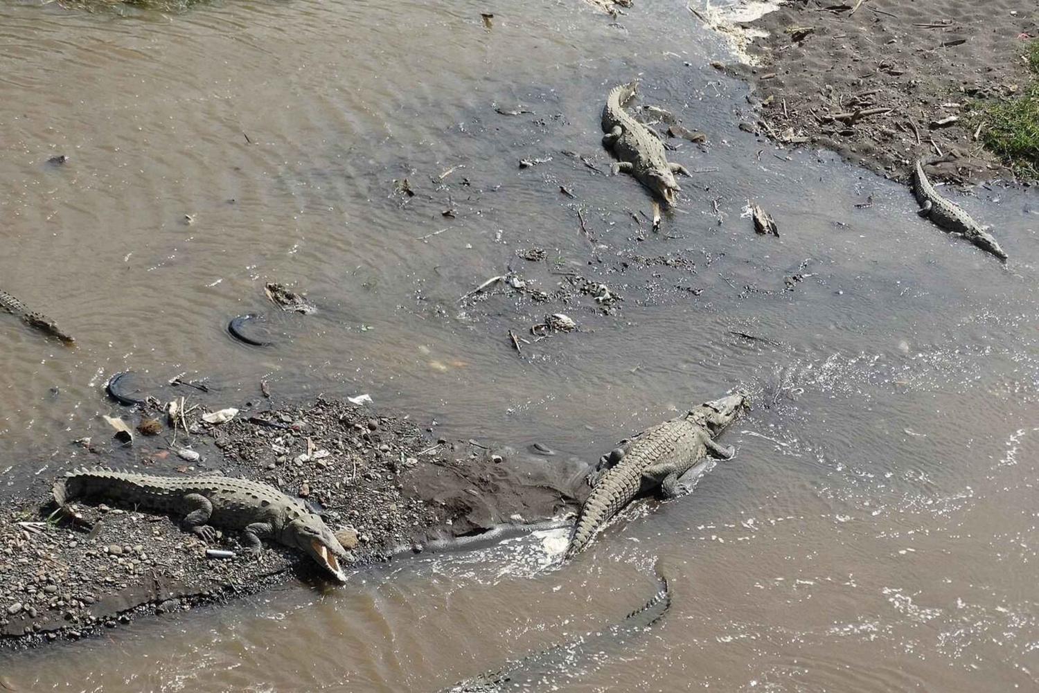 Desde Jaco: Encuentro con monos y experiencia culinaria local