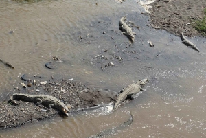 Desde Jaco: Encuentro con monos y experiencia culinaria local