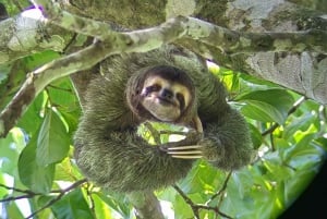 From Jaco to Manuel Antonio National Park: Guided tour to see animals