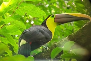 From Jaco to Manuel Antonio National Park: Guided tour to see animals