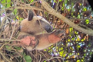 From Jaco to Manuel Antonio National Park: Guided tour to see animals