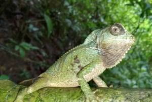 From Jaco to Manuel Antonio National Park: Guided tour to see animals