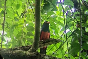 From Jaco to Manuel Antonio National Park: Guided tour to see animals