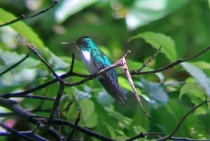 From Jaco to Manuel Antonio National Park: Guided tour to see animals