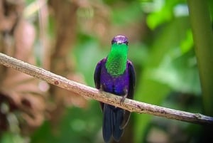 From Jaco to Manuel Antonio National Park: Guided tour to see animals