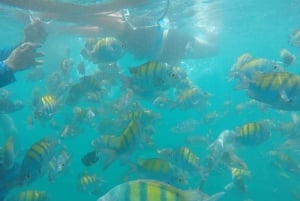 ジャコ発：トルトゥーガ島日帰りツアーとアクティビティ