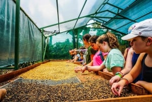 Depuis La Fortuna : Visite d'une ferme de café et de chocolat avec dégustation