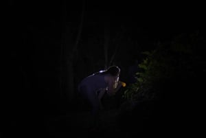 Desde La Fortuna: Experiencia en la Naturaleza Nocturna