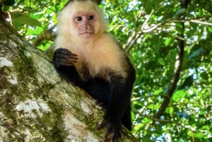Von Manzanillo aus: Cahuita Schnorcheln und Regenwaldwanderung