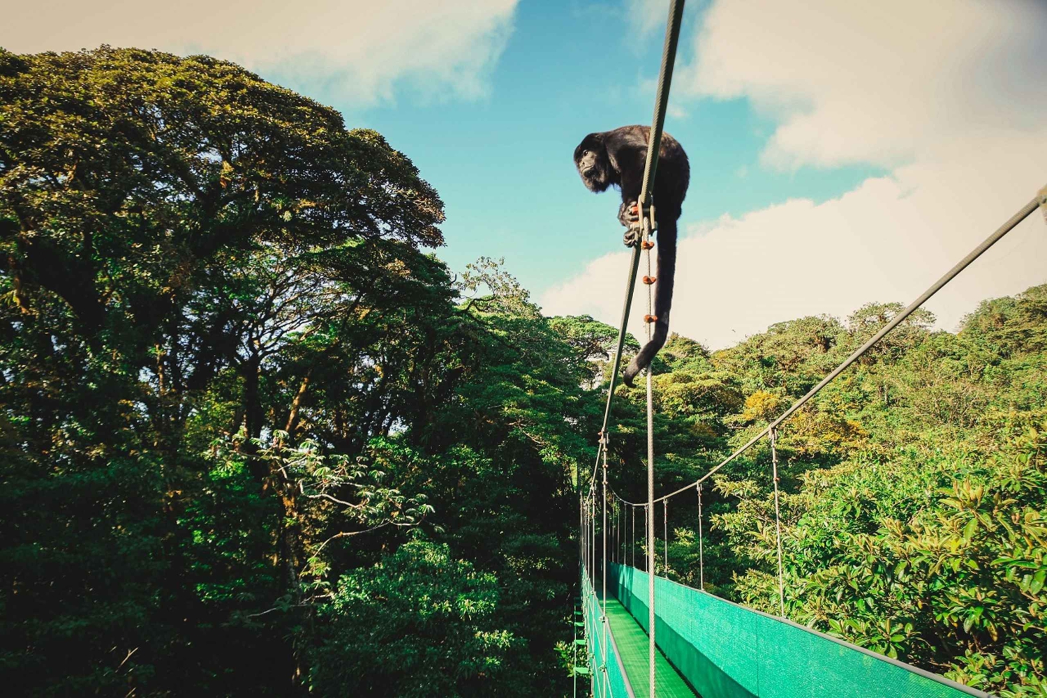 Vanuit Monteverde: Monteverde hangbrug wandeling met gids