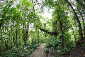 Vanuit Monteverde: Monteverde hangbrug wandeling met gids