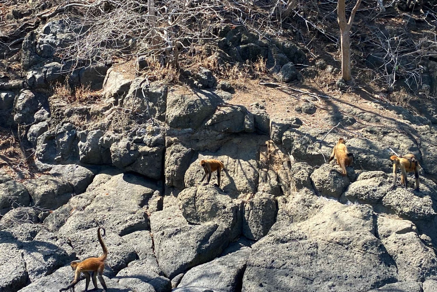 Au départ de Puntarenas : excursion VIP d'une jounée sur l'île Tortuga