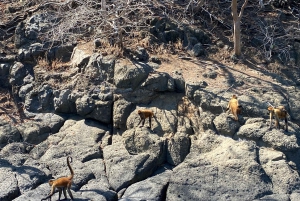 Au départ de Puntarenas : excursion VIP d'une jounée sur l'île Tortuga