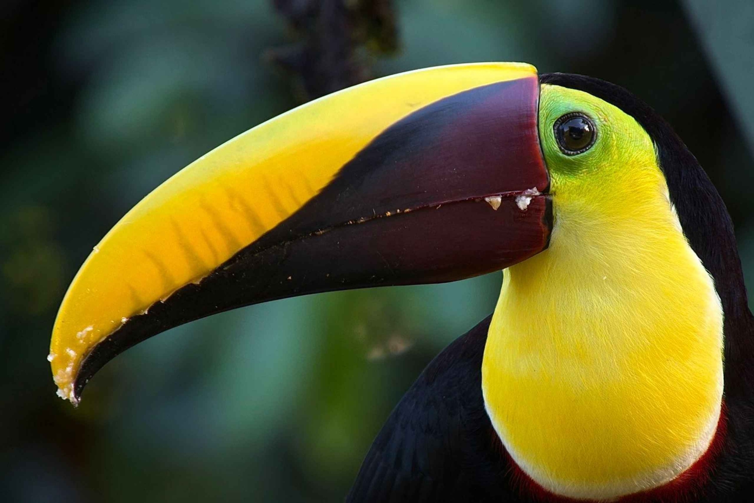 Från Quepos: fågelskådning i Esquipulas, endemiska arter.